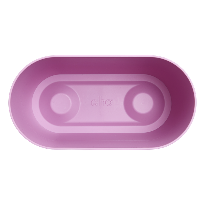 brussels orchid duo 25cm vivid violet